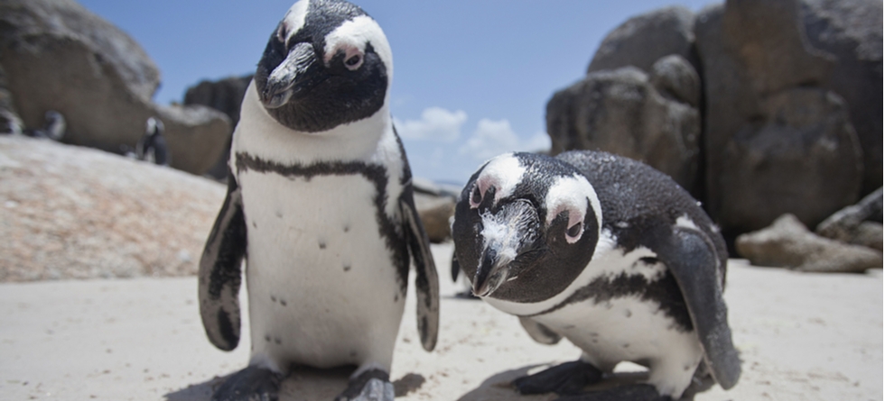 Google's New Update - Webmaster Central Blog