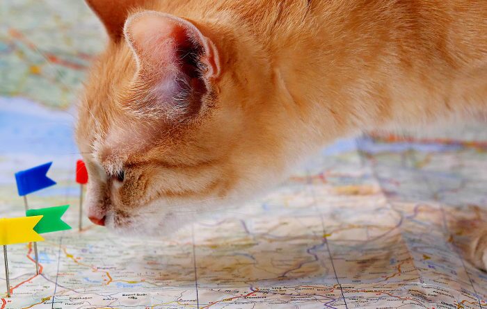 What Is Google Maps Used For?
