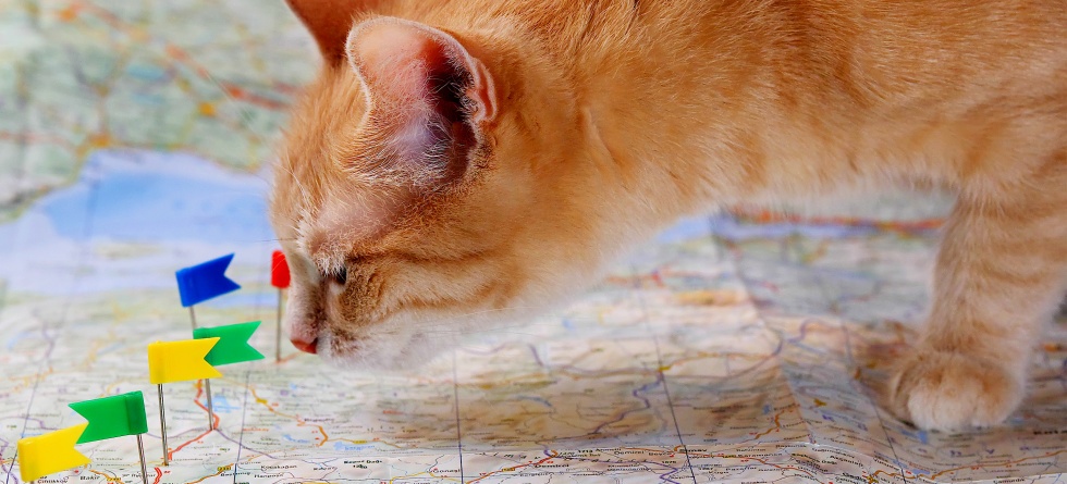 What Is Google Maps Used For?