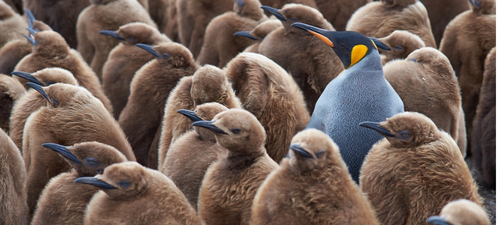 Who Is Seo In A Company?